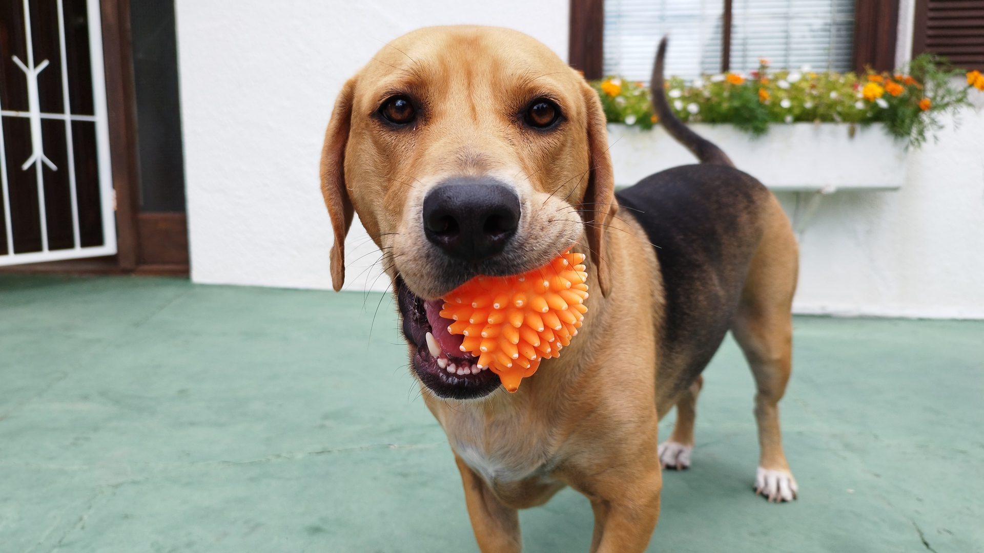 en iyi hava etiketli köpek tasmaları