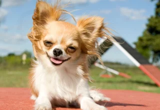 Küçük Köpek Cinsleri: Hangi Türler Sizin İçin Uygun?