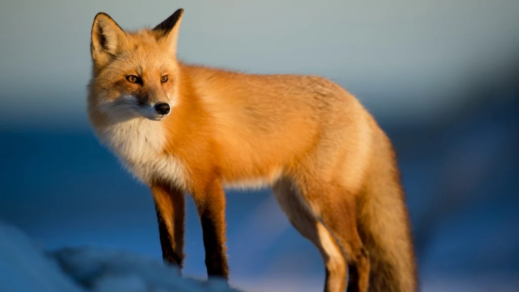 Fox