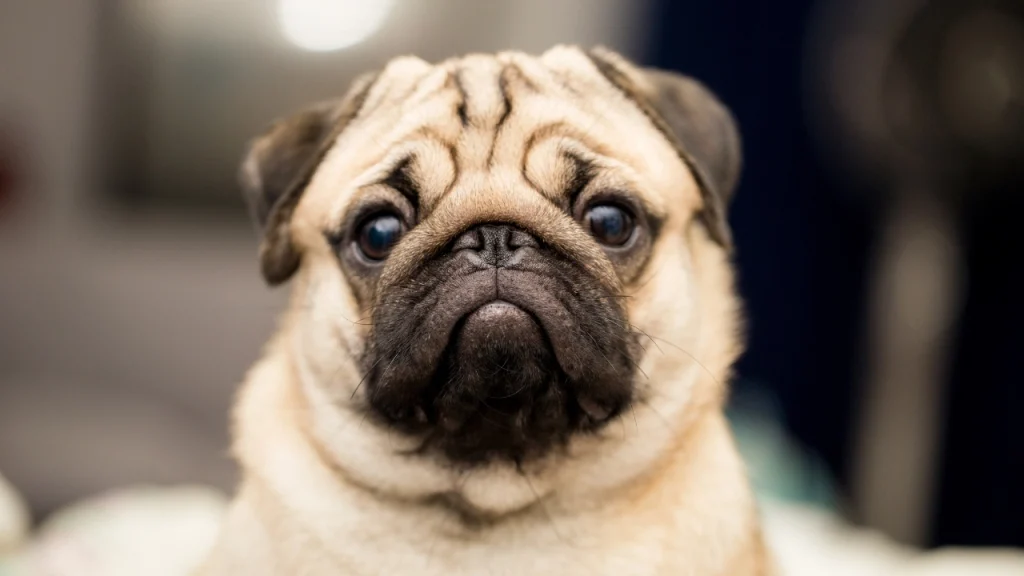 Küçük Köpek Cinsleri Pug