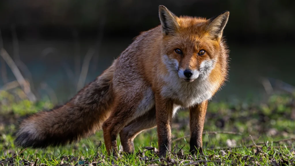 Fox