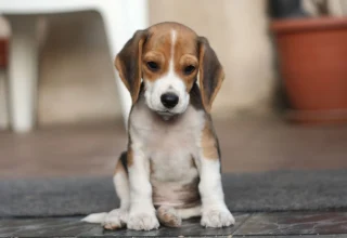 Beagle Cinsi Hakkında Her Şey