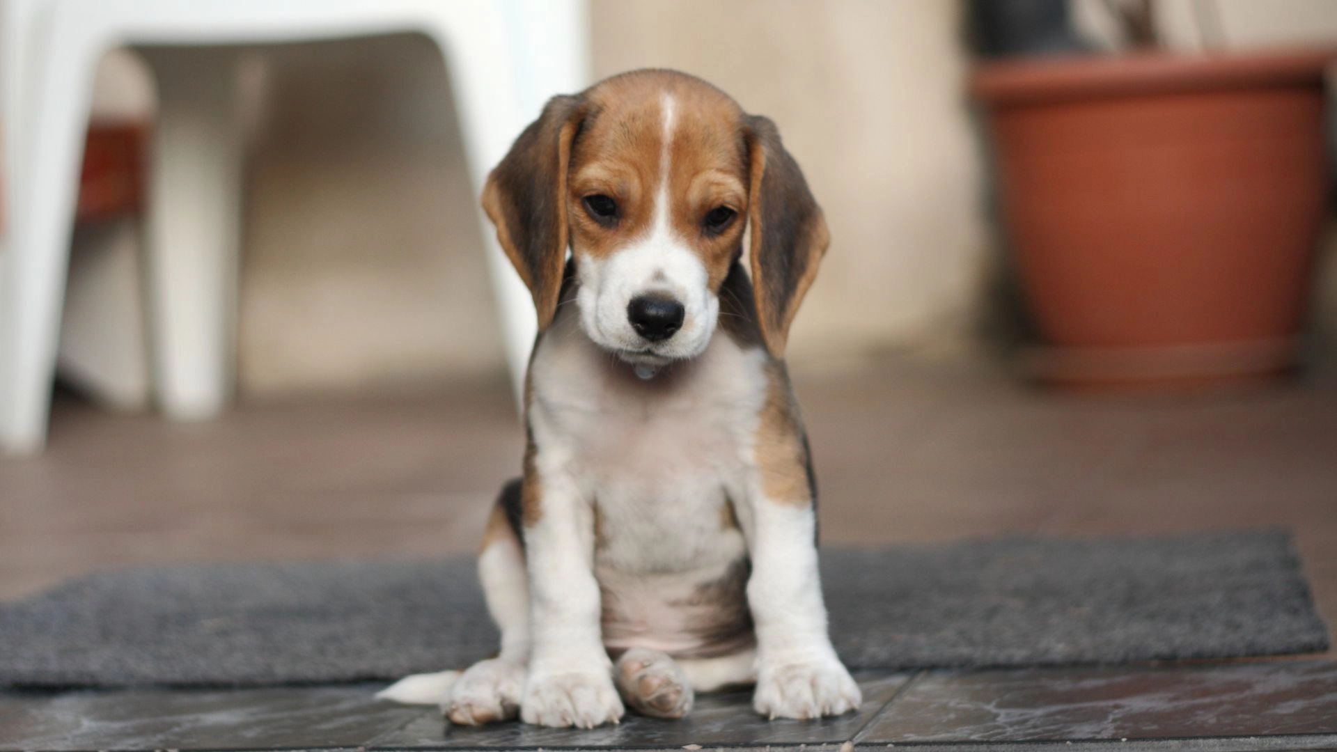 Beagle Cinsi Hakkında Her Şey