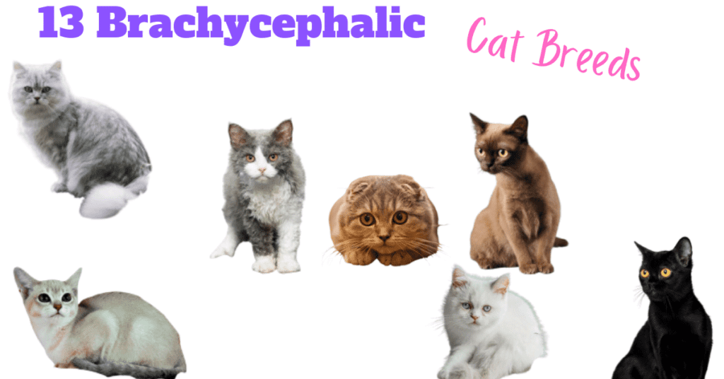 cat breeds 