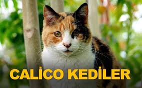 Calico Kedileri: Özellikleri, Genetik Yapıları ve Bakımları