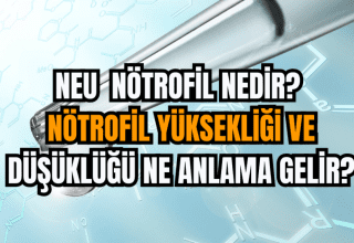 Nötrofil Yüksekliği Ne Anlama Gelir?