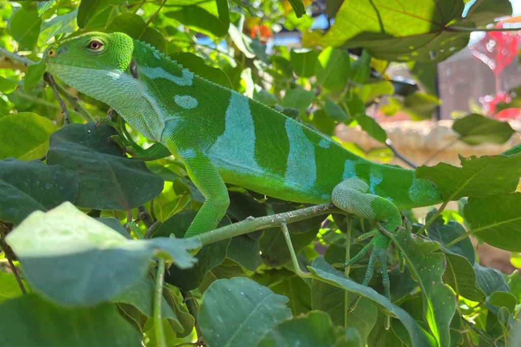 Fiji-Iguana-1-1024x682-1